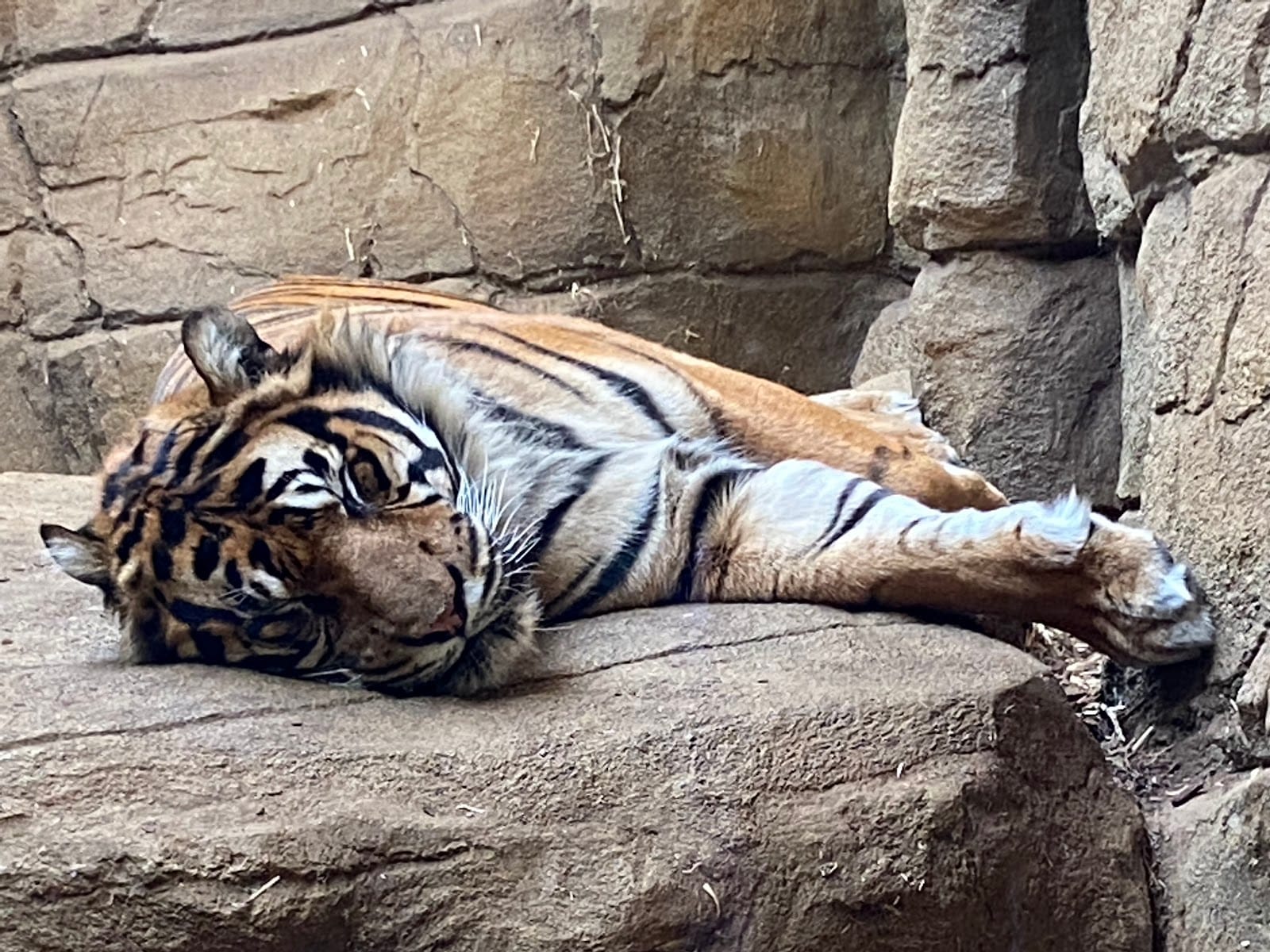 London Zoo Tickets: What to Know Before You Visit — photo