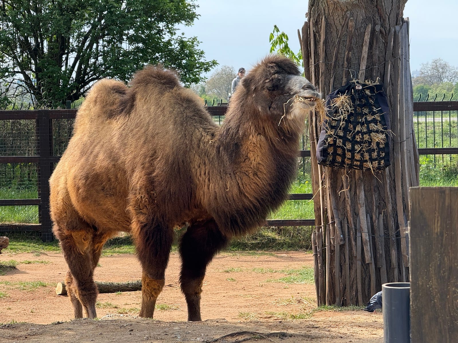 London Zoo Tickets: What to Know Before You Visit — photo