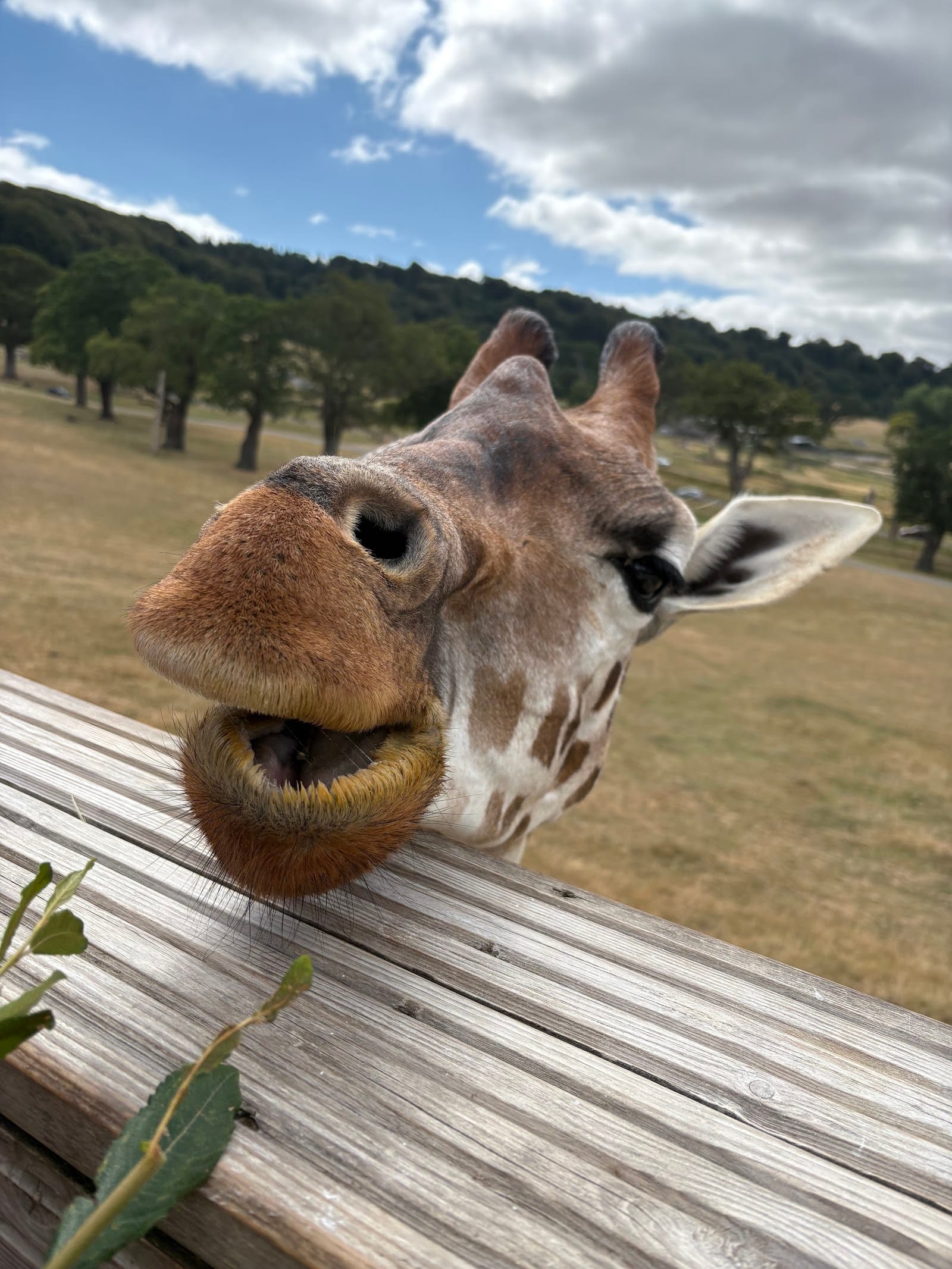 Longleat Safari Park Tickets: What to Know Before You Go — photo