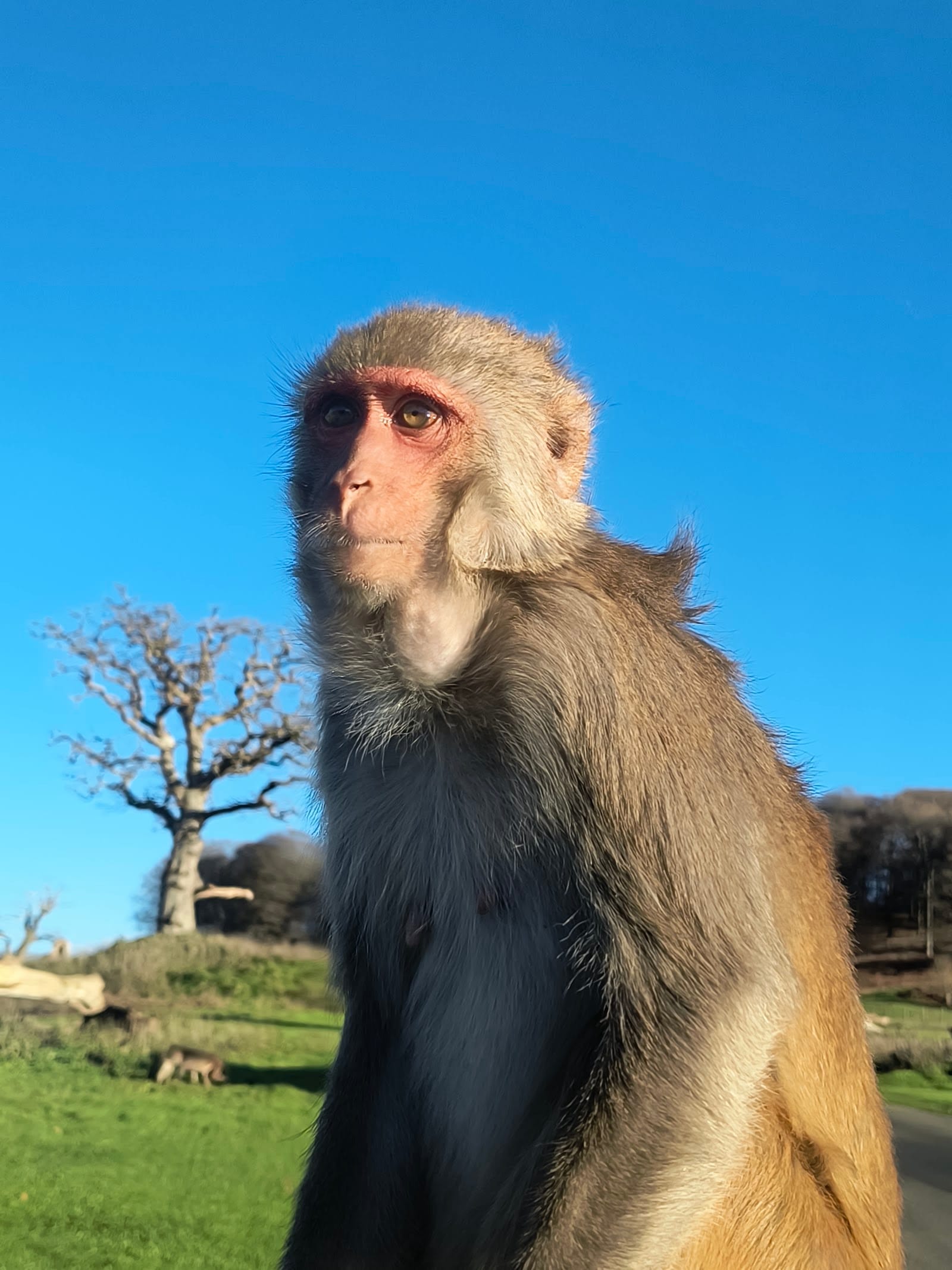 Longleat Safari Park Tickets: What to Know Before You Go — photo