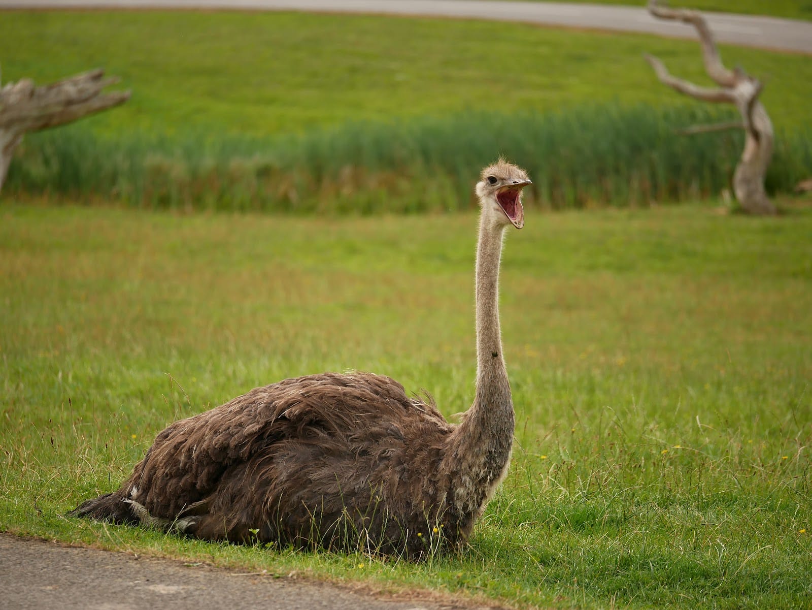 Longleat Safari Park Tickets: What to Know Before You Go — photo