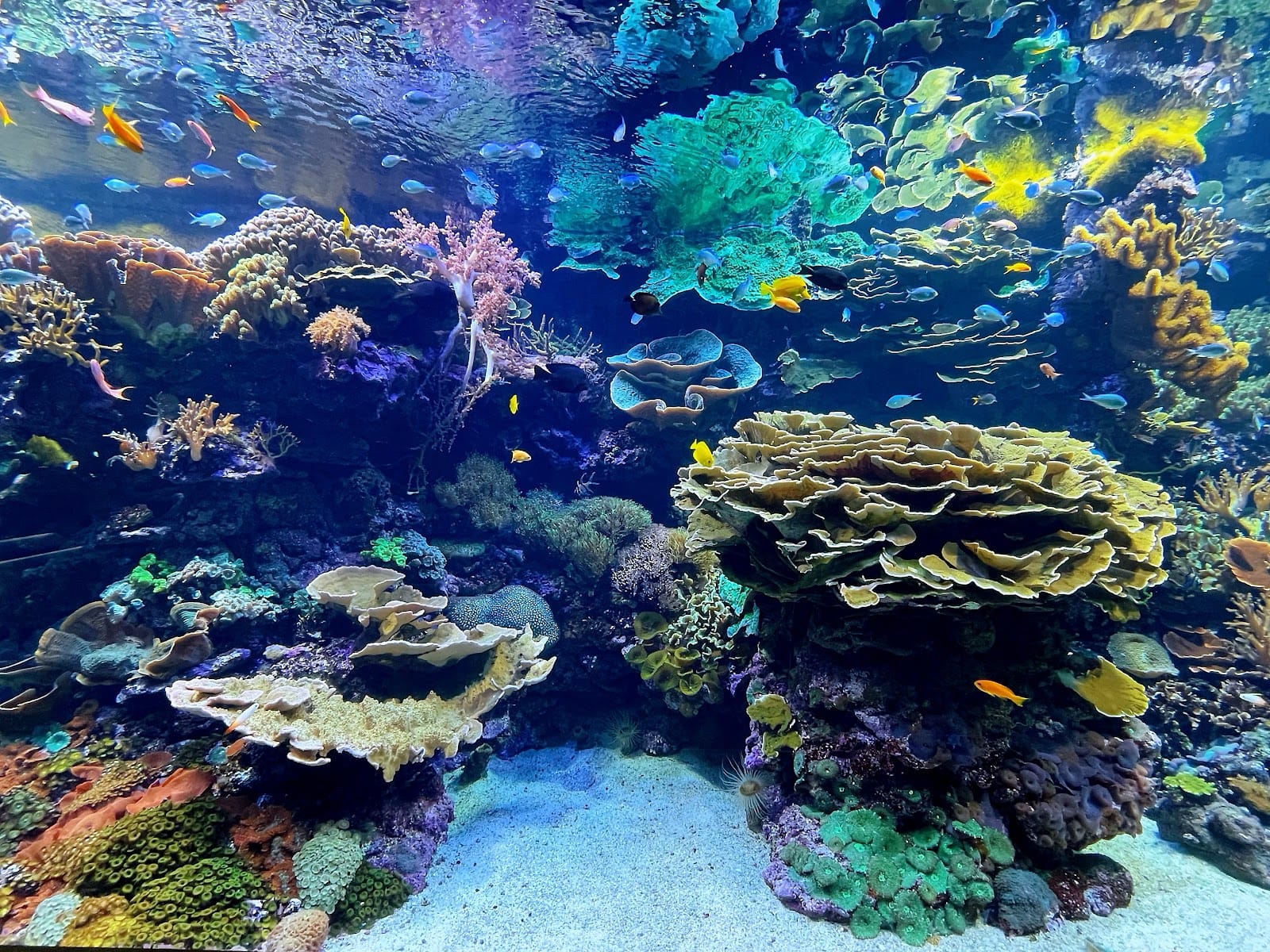 Oceanogràfic València Tickets: What to Know Before You Go — photo