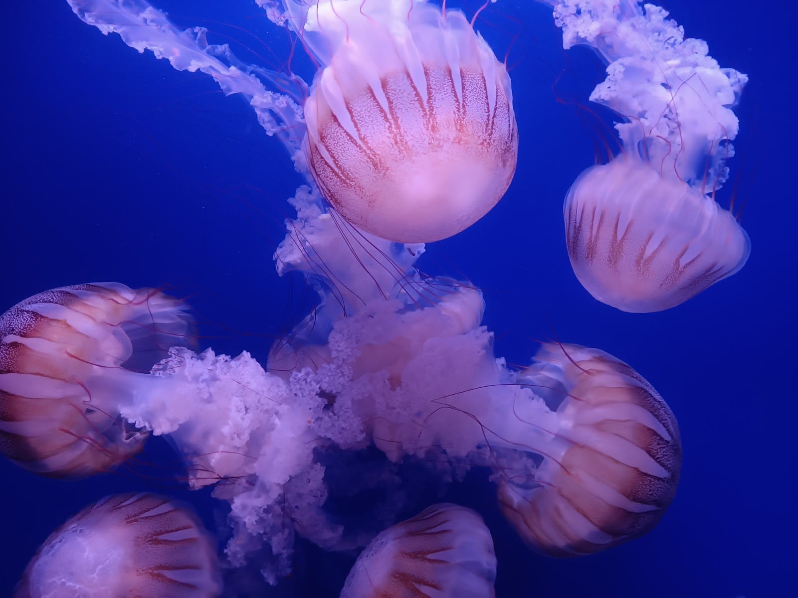 Oceanogràfic València Tickets: What to Know Before You Go — photo