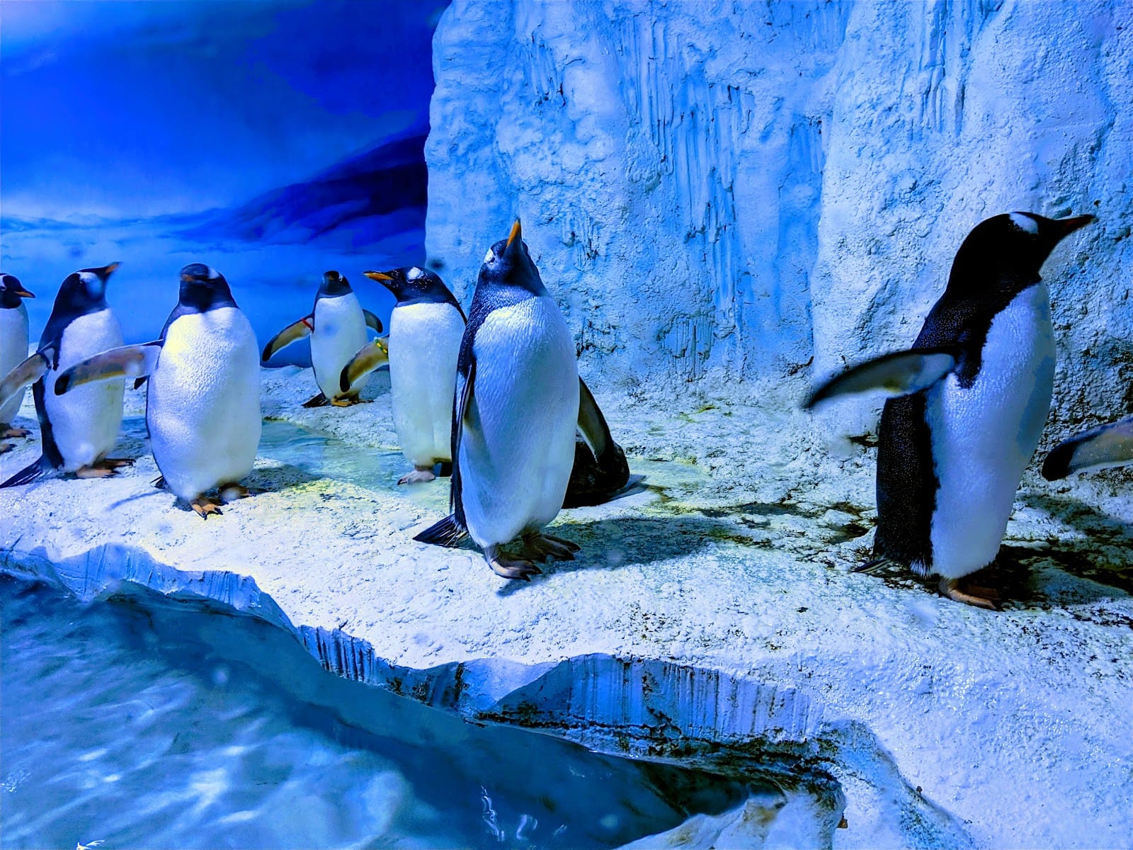 SEA LIFE London Aquarium Tickets: What to Know — photo