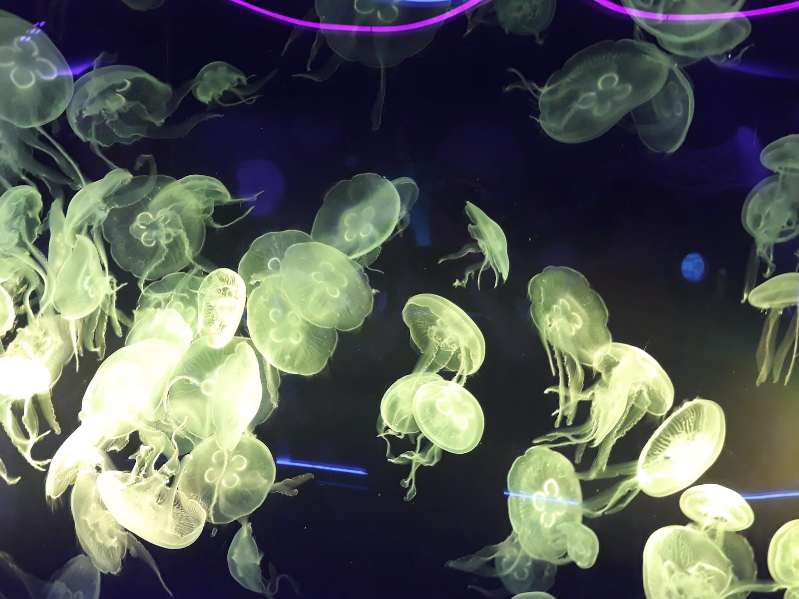 SEA LIFE London Aquarium Tickets: What to Know — photo