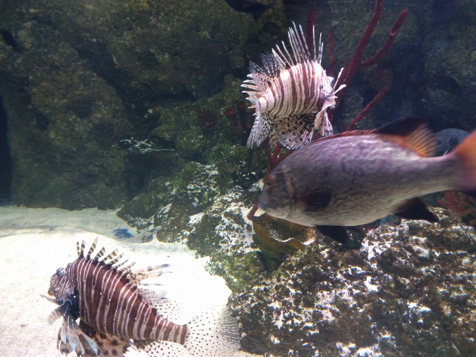 SEA LIFE London Aquarium Tickets: What to Know — photo