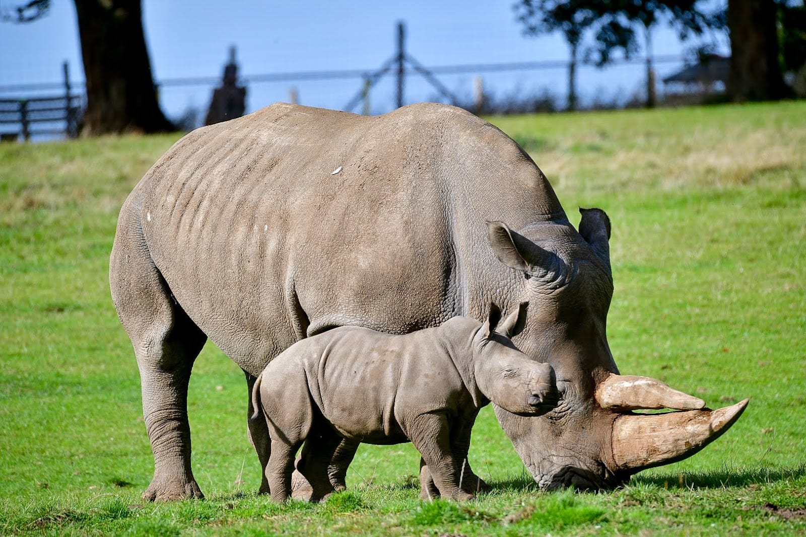 ZSL Whipsnade Zoo Tickets & Visitor Guide, Dunstable — photo