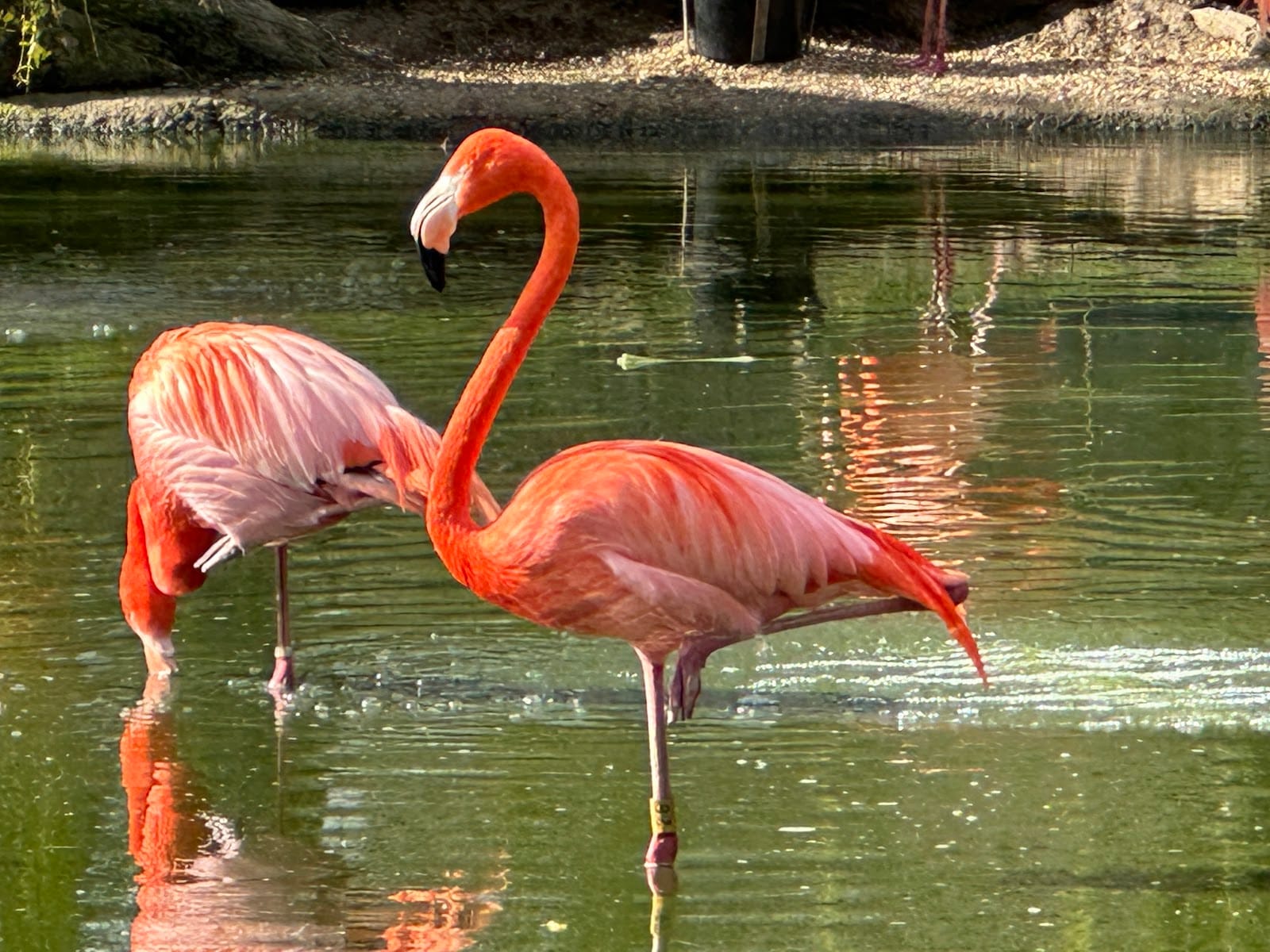 ZSL Whipsnade Zoo Tickets & Visitor Guide, Dunstable — photo