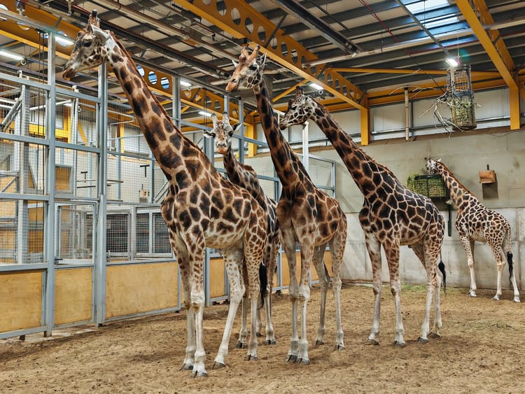 Edinburgh Zoo Tickets: Timed Entry & What to Know