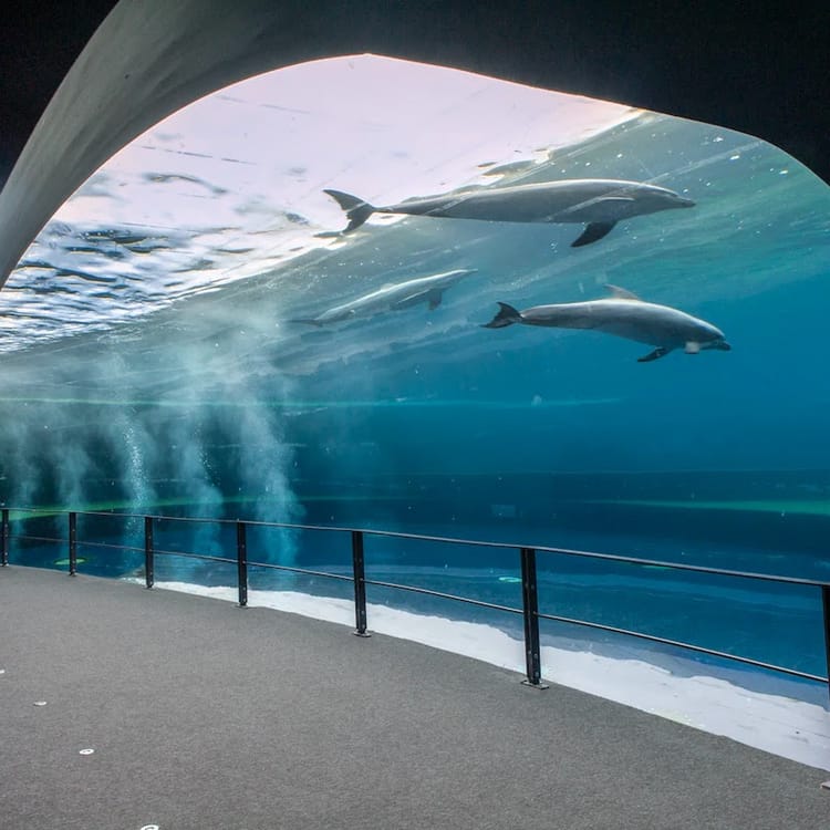 Aquarium of Genoa Tickets: What to Know Before You Go