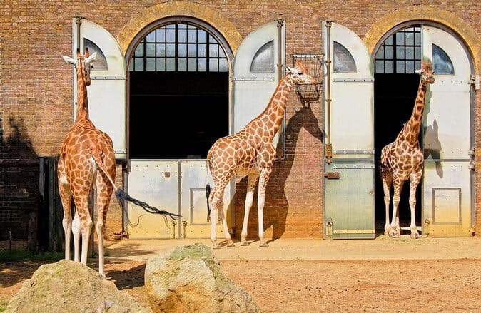 London Zoo Tickets: What to Know Before You Visit