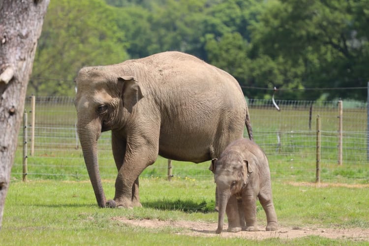 ZSL Whipsnade Zoo Tickets & Visitor Guide, Dunstable
